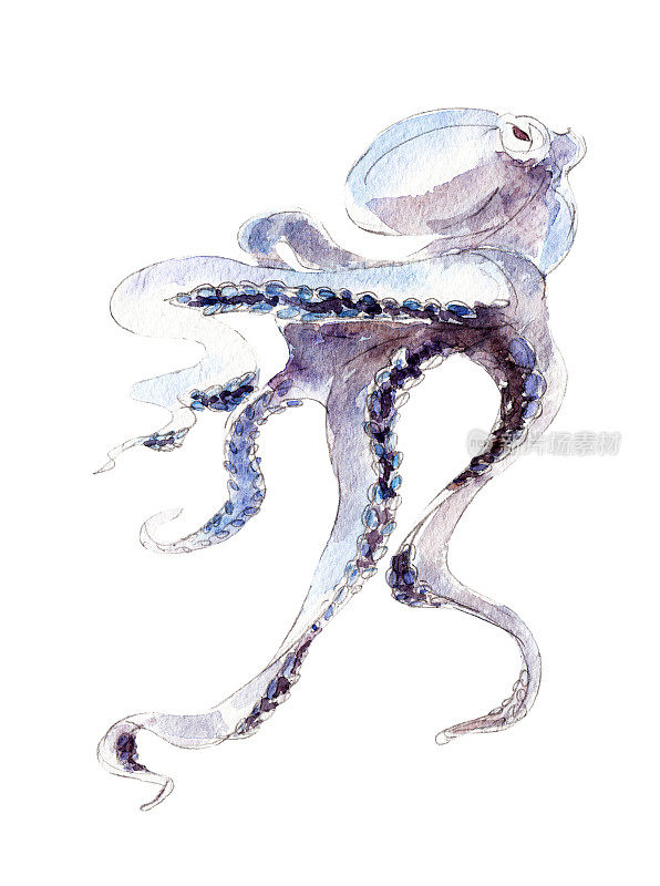 The octopus, watercolor illustration isolated on white background.